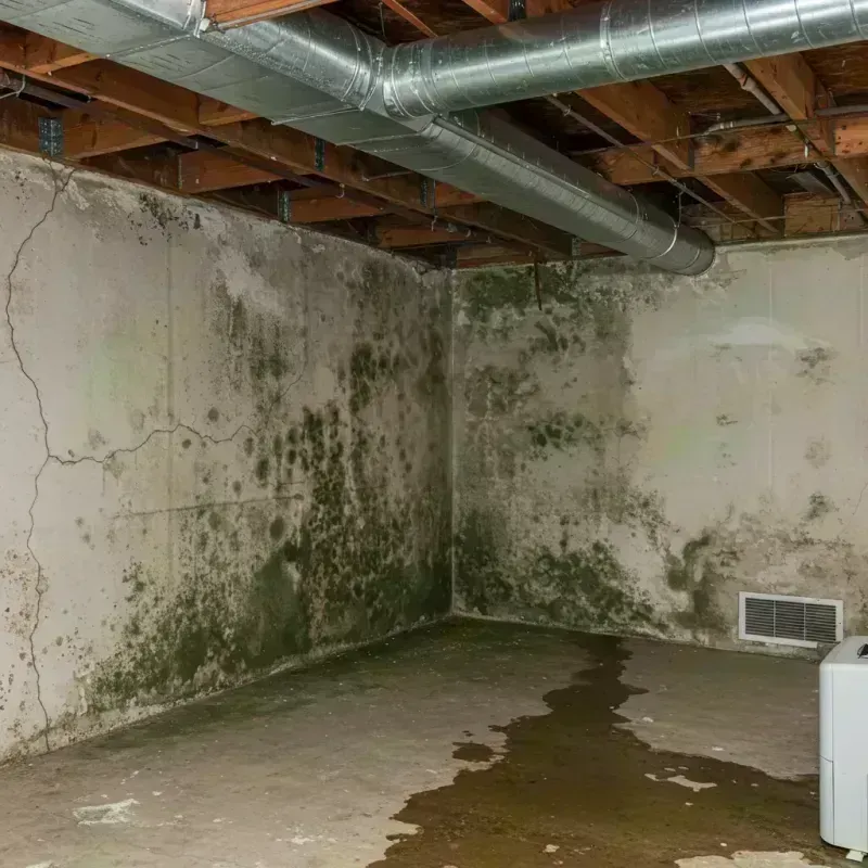 Professional Mold Removal in Marion County, KY